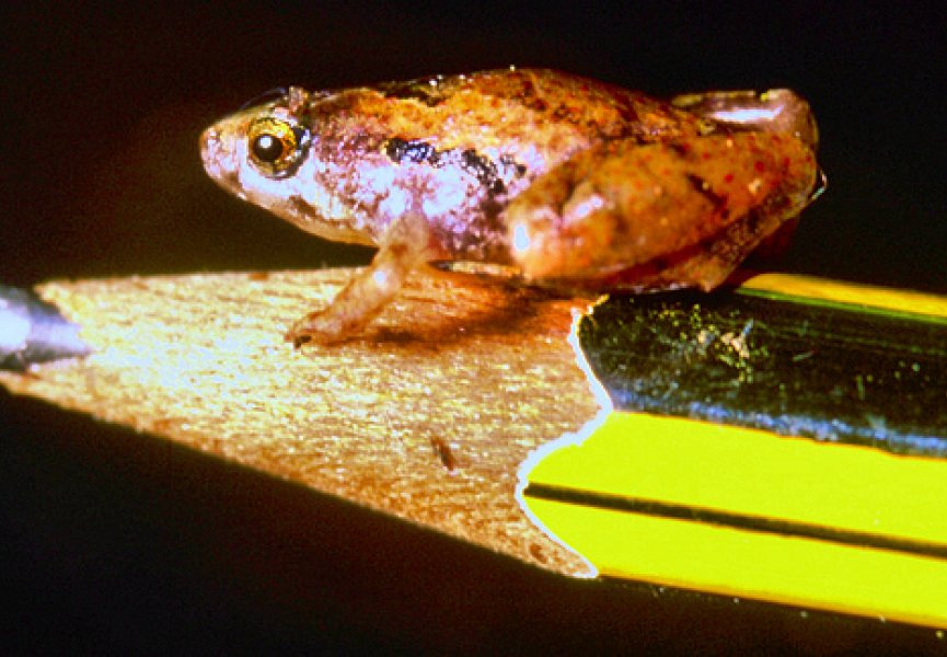 На Борнео найдена самая маленькая из лягушек известных науке