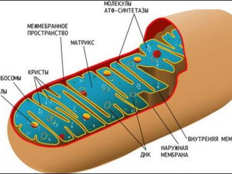 Биотехнологи предложили новый метод борьбы с митохондриальными болезнями