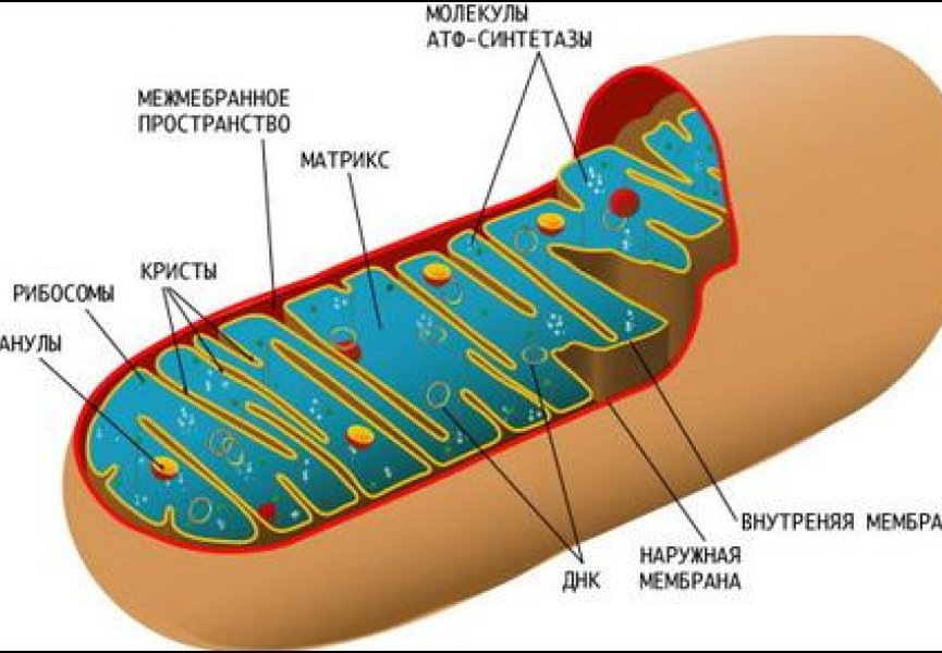 Биотехнологи предложили новый метод борьбы с митохондриальными болезнями