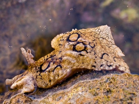 Ученые сумели стереть воспоминания морской улитки