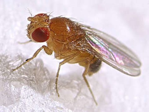 На эволюцию насекомых влияют бактерии