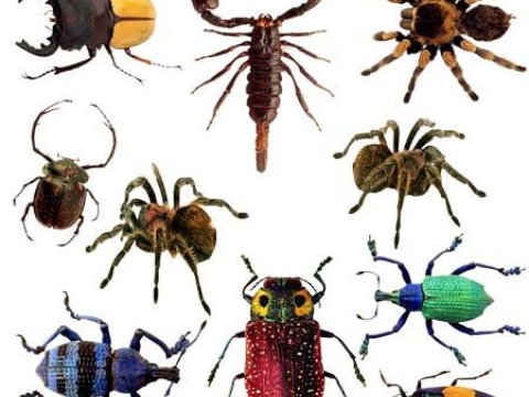 Немецкие ученые проводят эксперименты по получению лекарств из насекомых