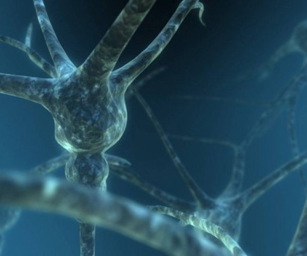 Ученые обнаружили протеины, помогающие восстанавливать нервные клетки