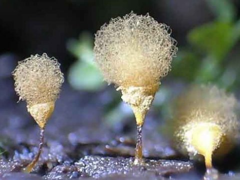 Одноклеточные грибы способны оценивать качество пищи