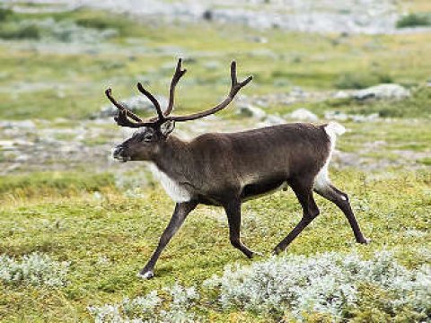 Северным оленям не нужны биологические часы