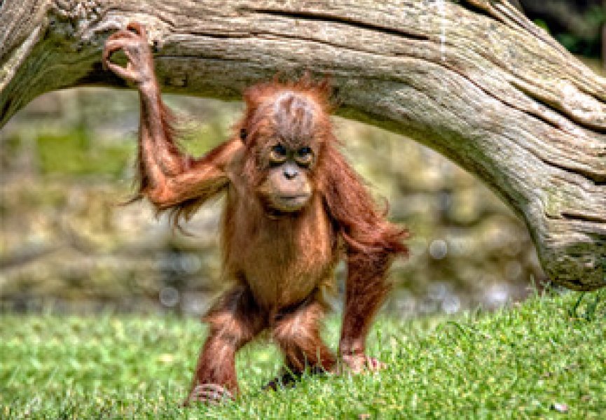 Эволюция орангутангов удивила ученых своей медлительностью
