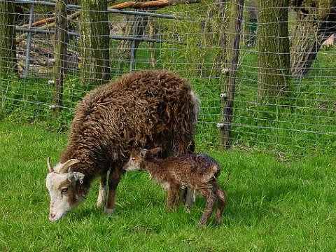 Репродуктивная способность зависит от иммунитета