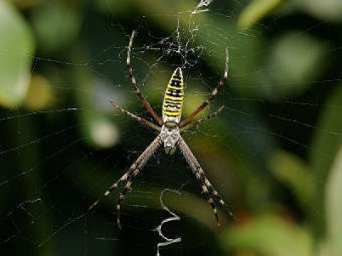 Инцест повышает шансы пауков на выживание