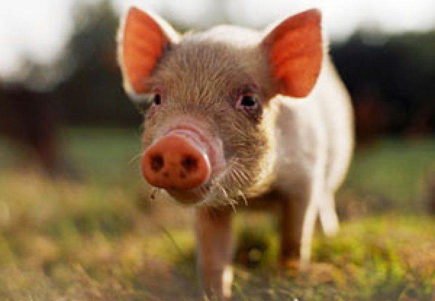 Свиньи могут понимать принцип действия и использовать зеркала