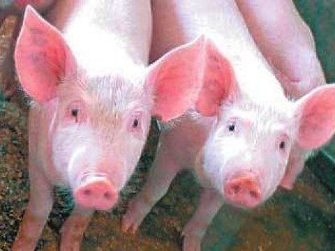 Пора доить… свиней