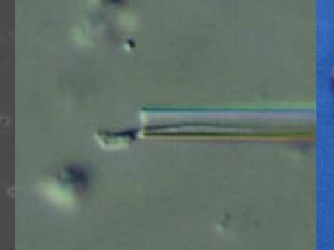 Ученые создали полноценную сперму в пробирке