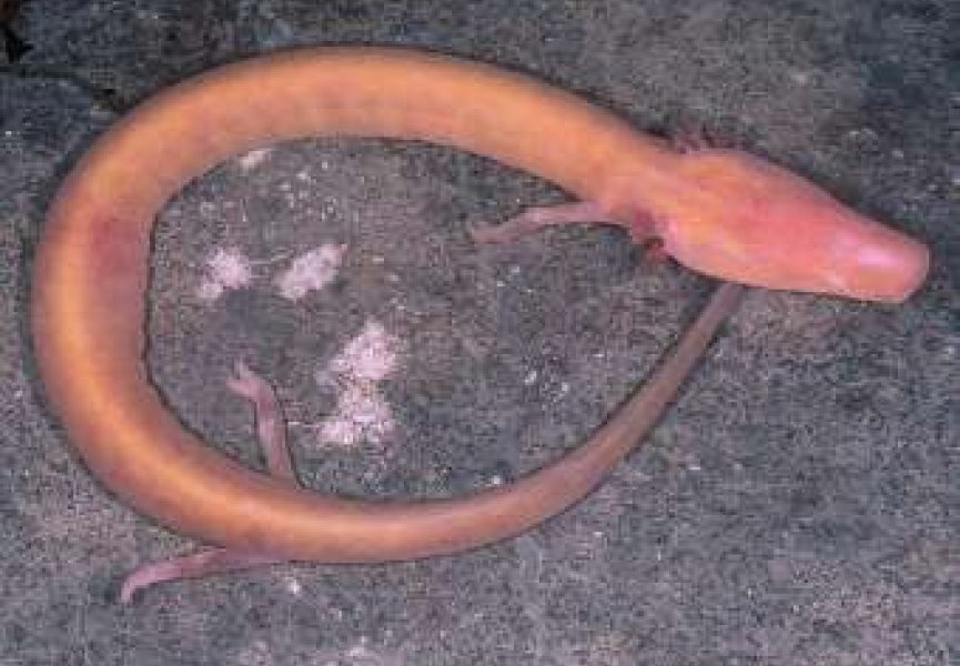 Биологи нашли живущую сто лет саламандру