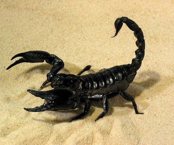 Яд скорпиона можно использовать в качестве обезбаливающего