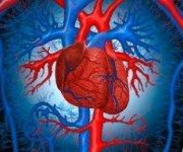 Ученые доказали возможность саморегенрации сердца