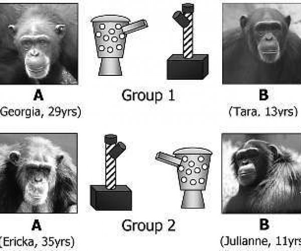Шимпанзе копируют действия своих успешных сородичей