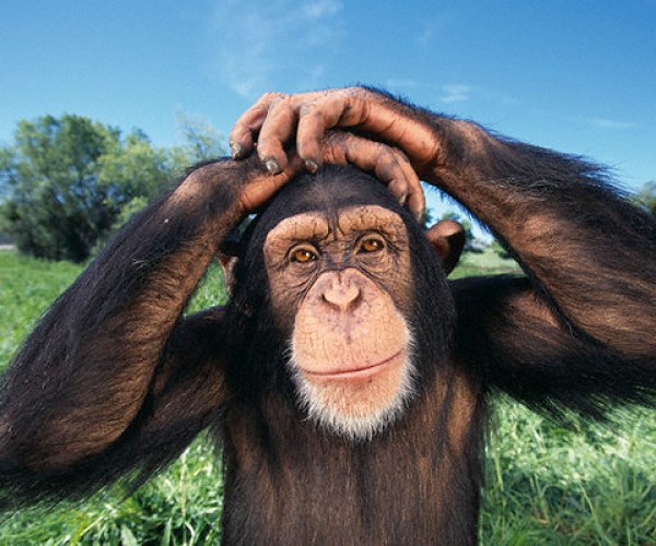 Самцы шимпанзе убивают потенциальных соперников из соседних групп для расширения территории