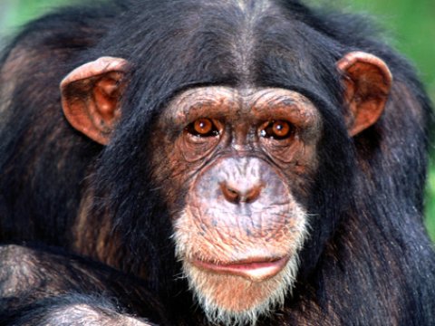 В Уганде шимпанзе устроили геноцид более мелким приматам