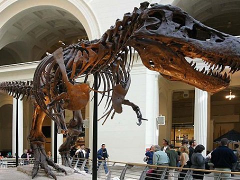 В Китае нашли ранее неизвестного родственника тираннозавра