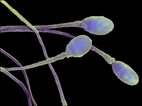Ученые создали искусственную сперму человека из стволовых клеток