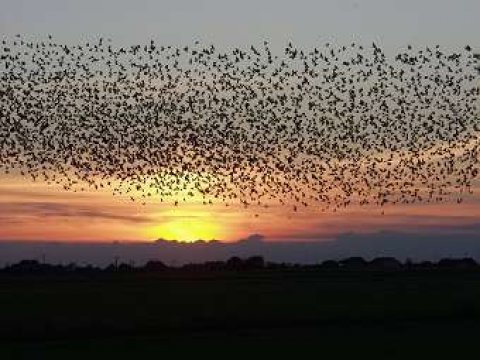 Ученые выявили законы птичьей стаи