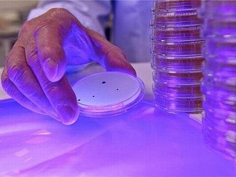 Ученые разработали метод стерилизации видимым светом
