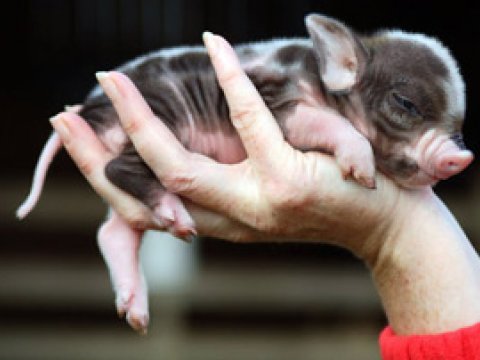 Свиньи - средство для выращивания донорских органов