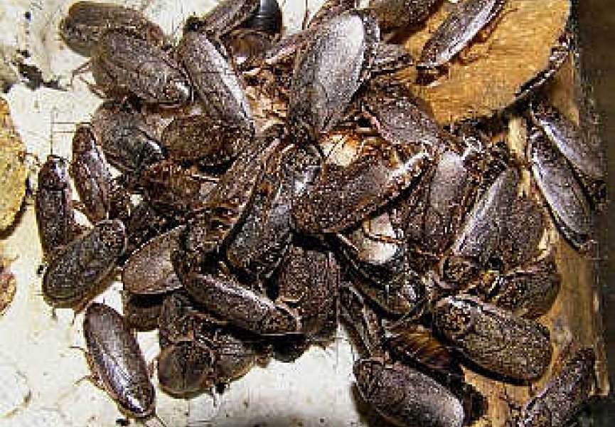 Биологи объяснили способность тараканов задерживать дыхание на 40 минут