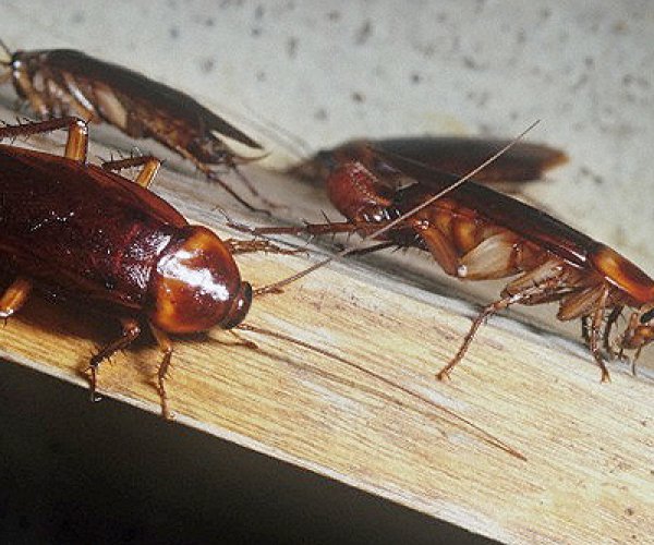 Тараканы советуют друг другу, где можно вкусно и сытно поесть