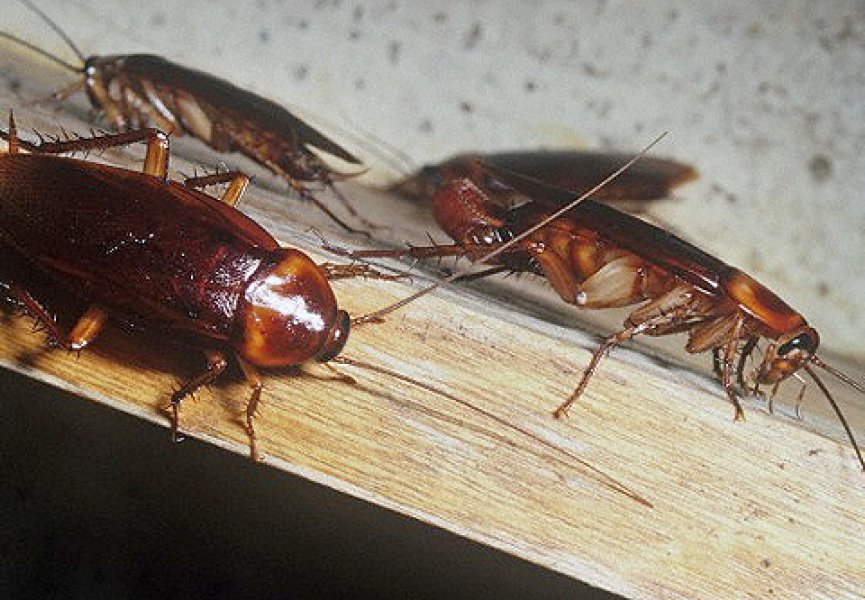 Тараканы советуют друг другу, где можно вкусно и сытно поесть