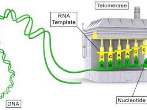 Теломераза: накрутка счётчика для хромосом