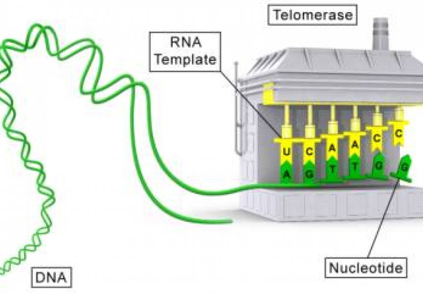 Теломераза: накрутка счётчика для хромосом