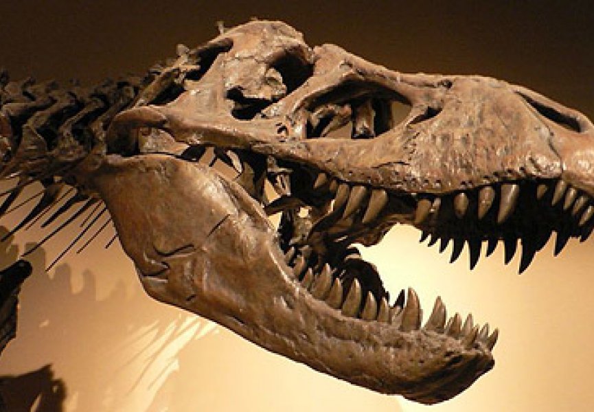 Тираннозавры погибли от венерических заболеваний