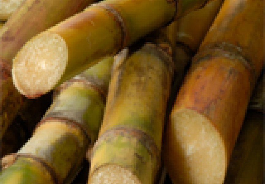 Генетика поможет бороться со ржавчиной сахарного тростника