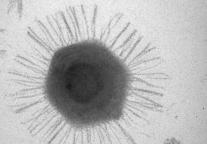 Исследовано ДНК гигантского морского вируса CroV