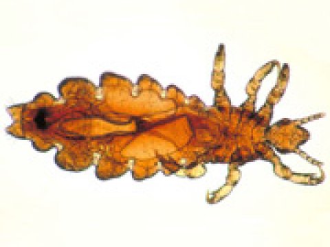 Ученые расшифровали генетический код платяной вши