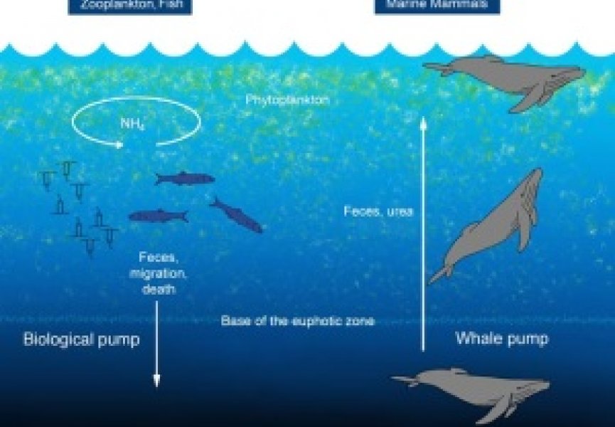 Китовые экскременты играют важную роль в экосистеме океана