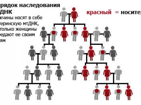 Опубликован список заболеваний, передающихся по материнской линии