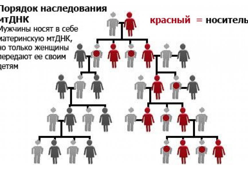 Опубликован список заболеваний, передающихся по материнской линии