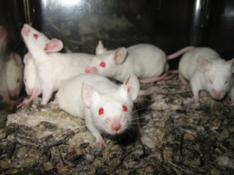 Американские ученые создали заикающихся мышей