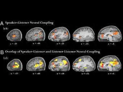 Активность мозга слушающего синхронизируется с активностью мозга говорящего