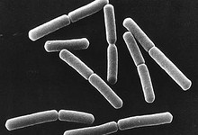 �������� Bacillus subtilis. ���� � ����� nasa.gov