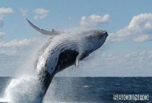 Массовые самоубийства китов2