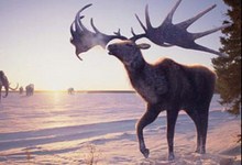 Ирландский лось (Megaloceros giganteus)