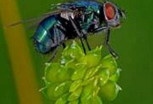 ������� ������ Calliphora vicina, ��������� ������� � ������������, �� �������� 2-4 ���� (���� Meinolf Stritzek).