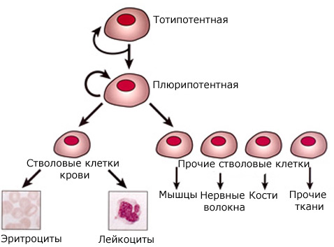 Китайцы впервые вырастили мышат из притворяющихся клеток 5