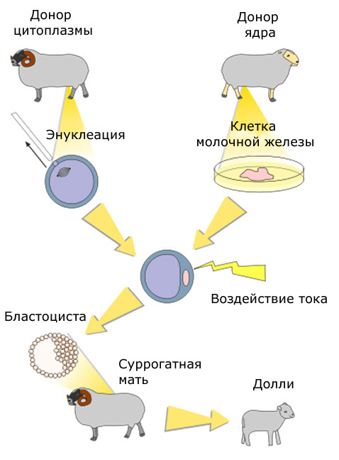 Китайцы впервые вырастили мышат из притворяющихся клеток 6