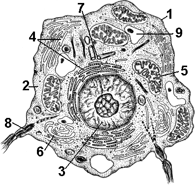 Рис. 175. Строение клетки