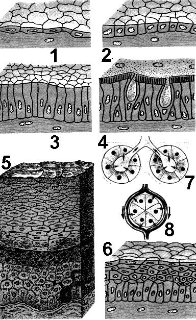 Рис. 176. Эпителиальные ткани