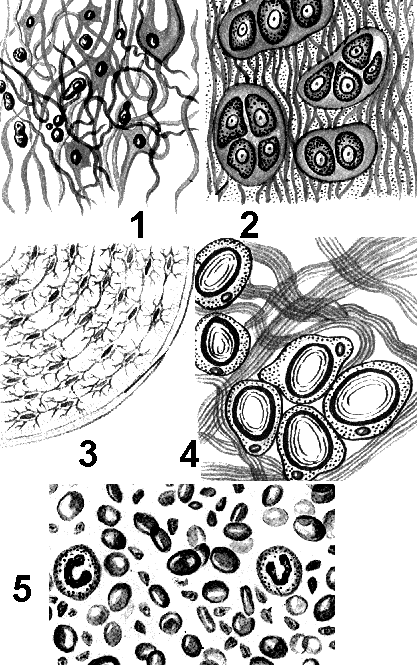 Рис. 177. Соединительные ткани