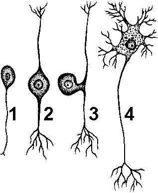 Рис. 179. Виды нейронов